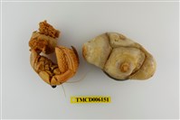 藏品(珠粒真寄居蟹)的圖片